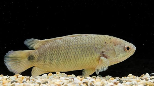 mơ thấy cá đánh con gì