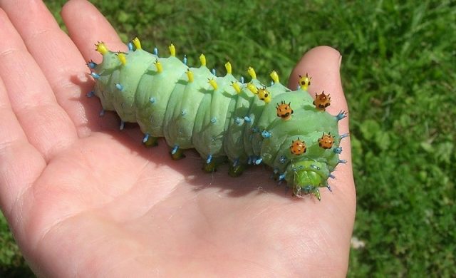 mơ thấy sâu đánh con gì