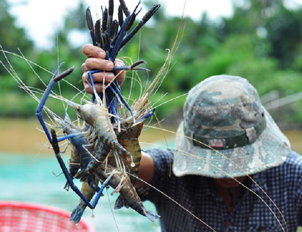 Nằm mơ thấy tôm tép và những bí ẩn xoay quanh giấc mơ