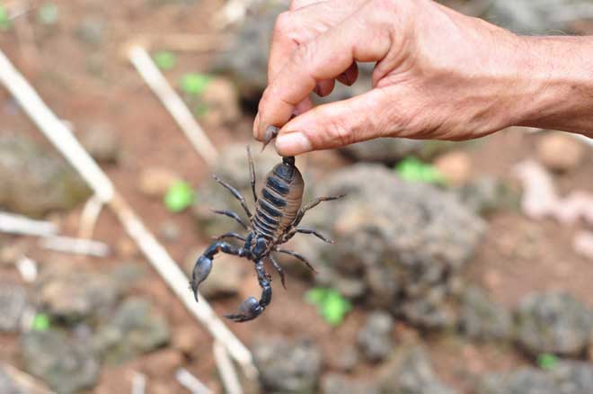 Đánh lô gì khi nằm mơ thấy bò cạp - Ý nghĩa