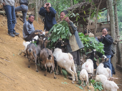 mơ thấy dê chạy vào nhà đánh con gì