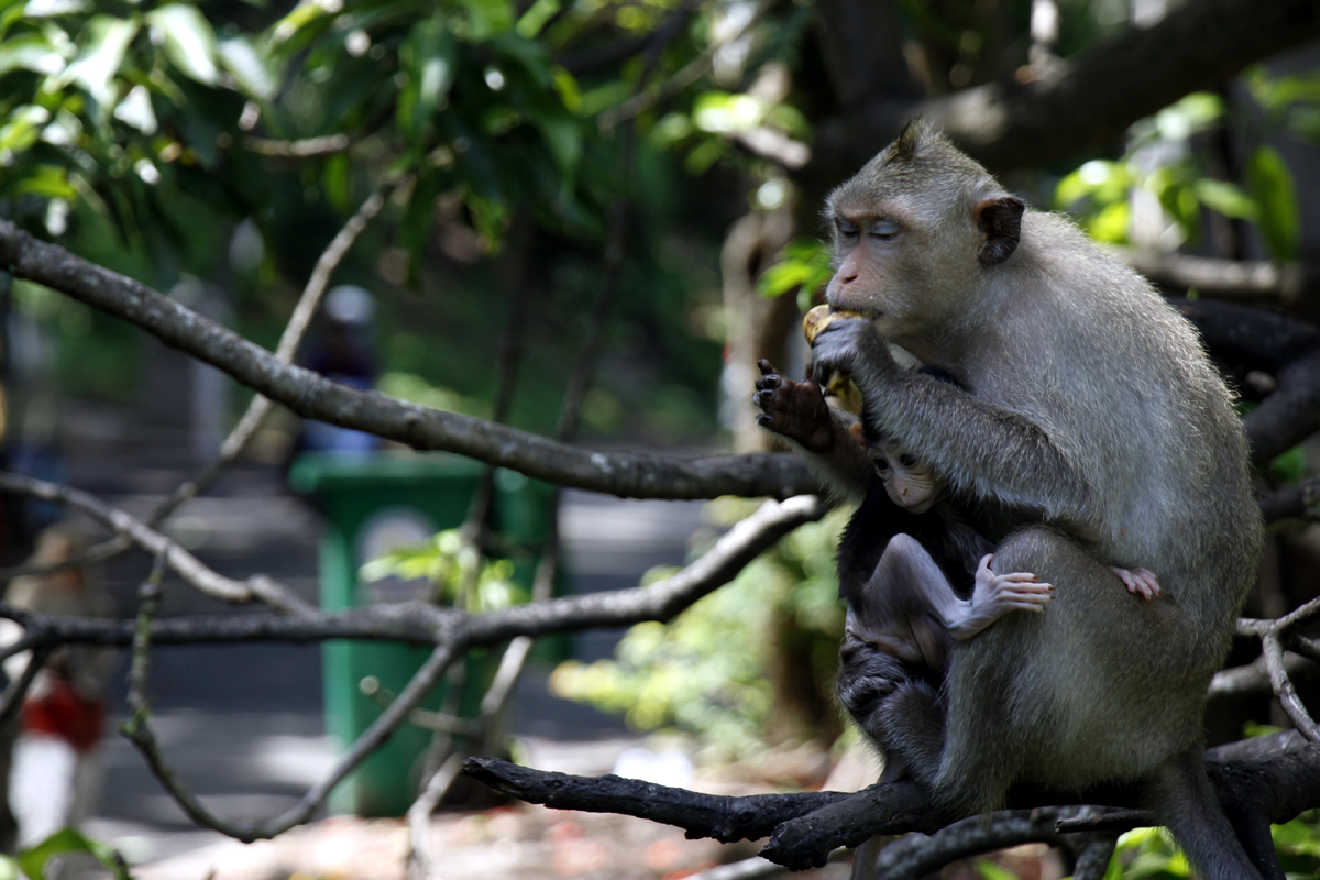 mơ thấy khỉ đánh con gì
