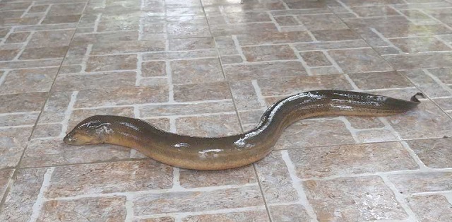 mơ thấy lươn đánh con gì