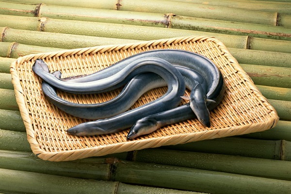 mơ thấy lươn đánh con gì