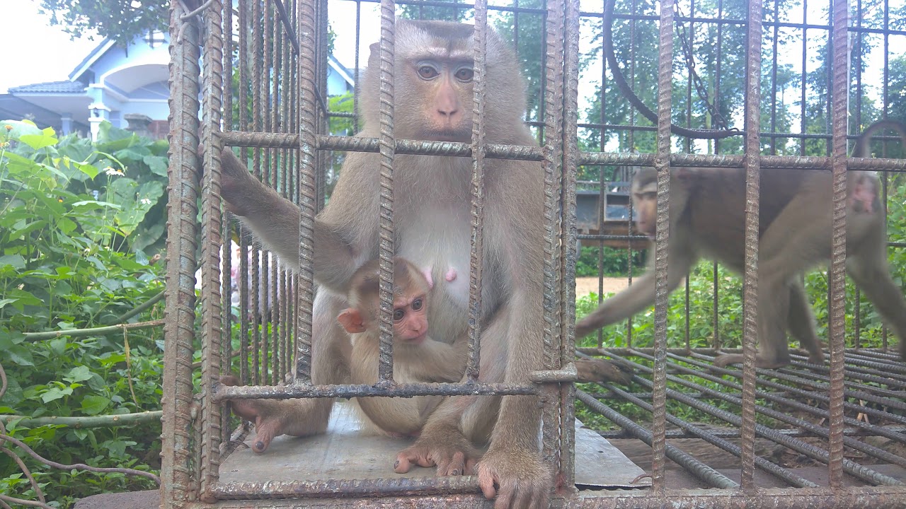 mơ thấy nuôi khỉ