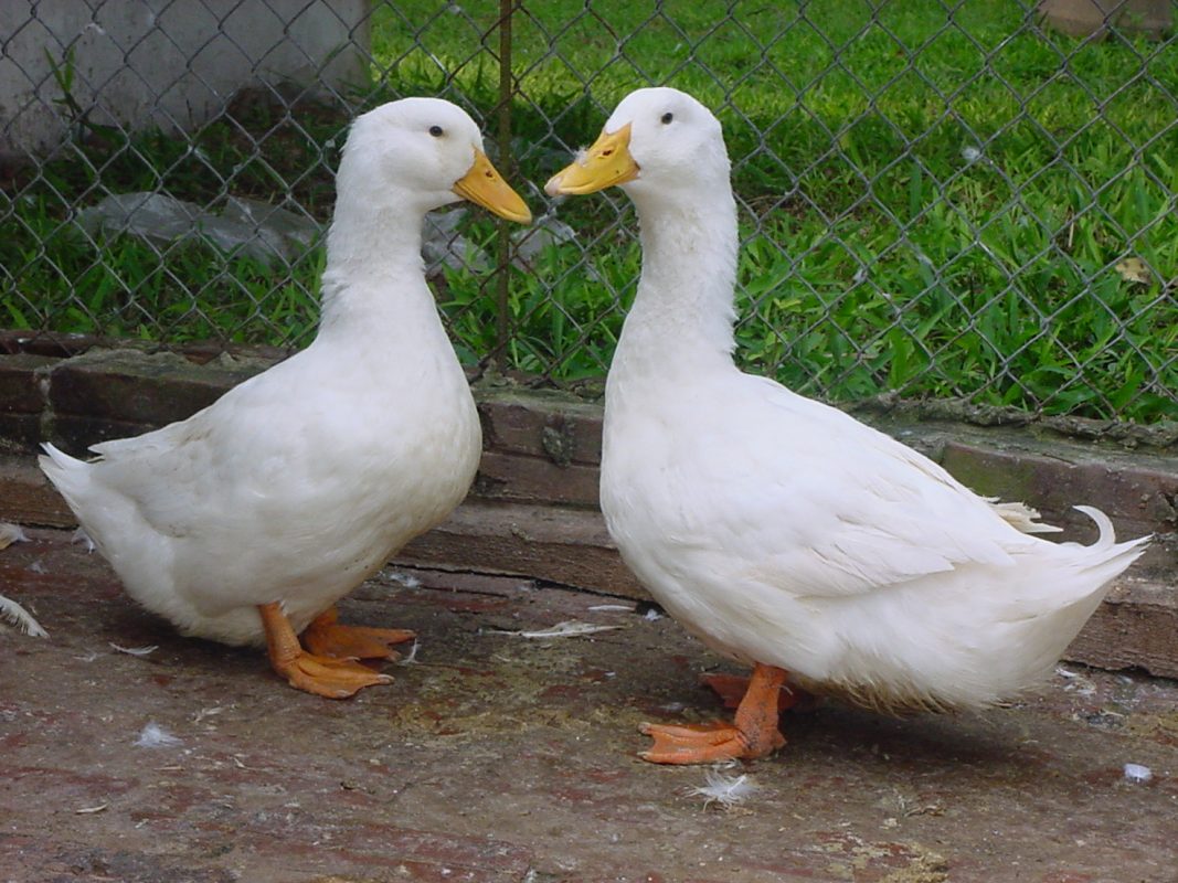 mơ thấy vịt màu trắng