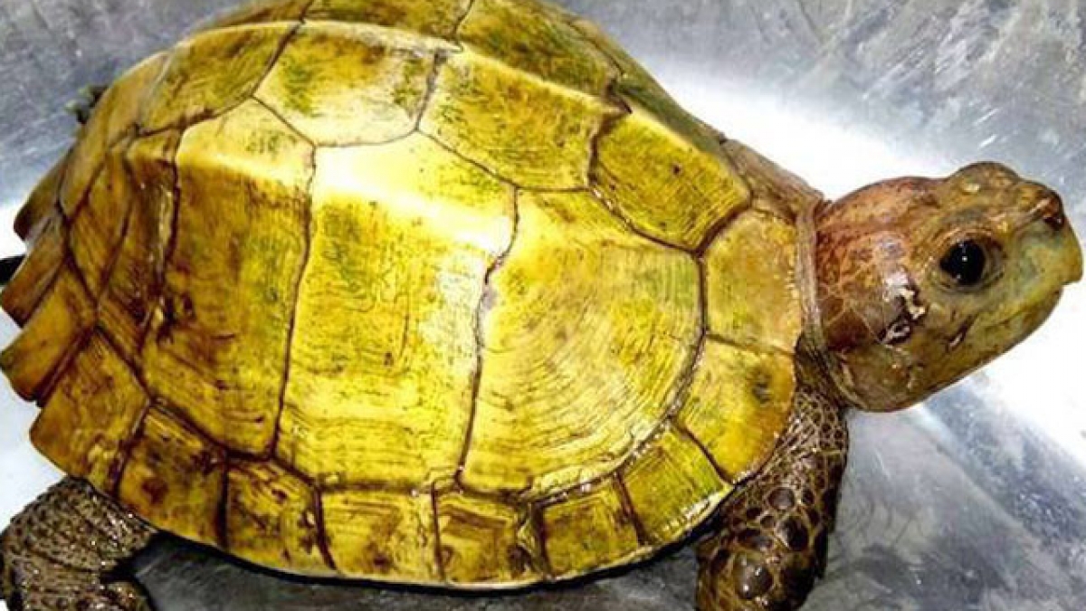 mơ thấy rùa vàng