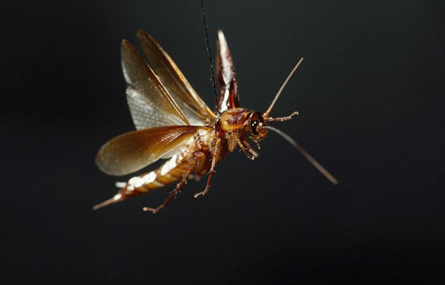 mơ thấy gián đang bay đánh con gì