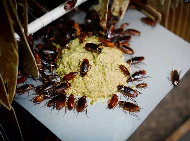 mơ thấy gián đậu lên người