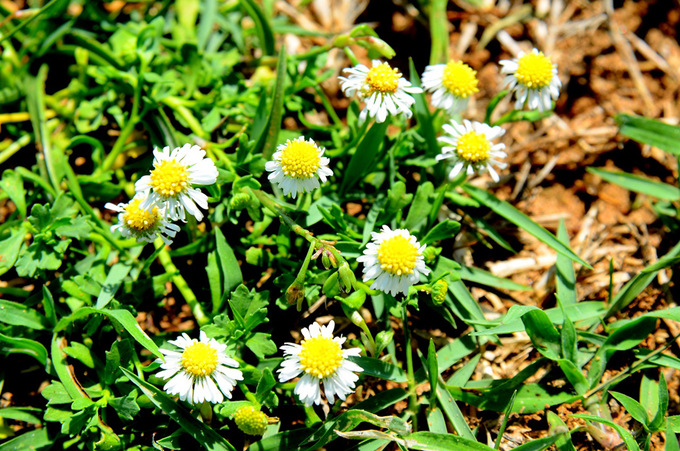 Hoa vàng trên cỏ xanh