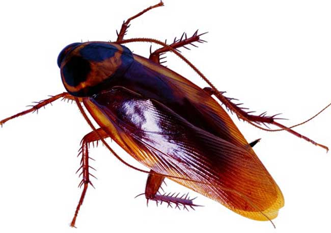 Nằm mơ nhìn thấy con gián 