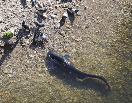 Hình ảnh cá nhảy lên bờ