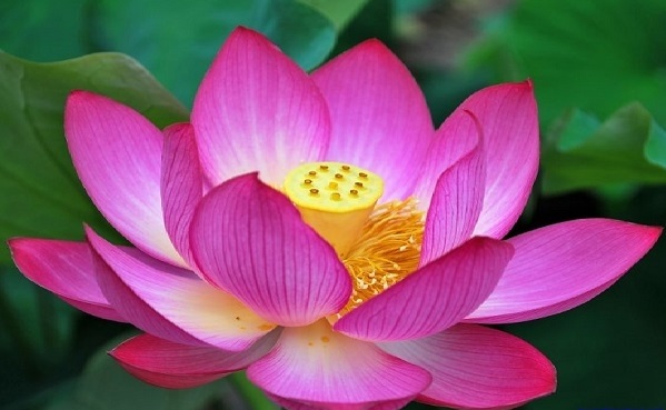 nằm mơ thấy hoa sen đánh con gì