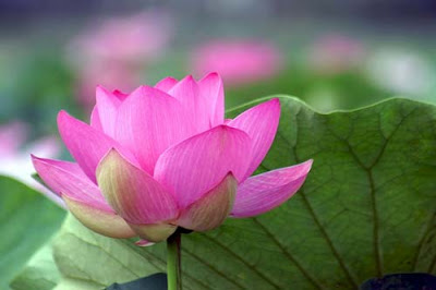 ý nghĩa giấc mơ thấy hoa sen