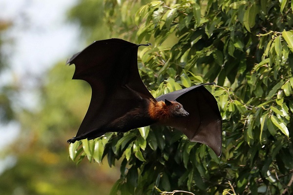 Mơ thấy con dơi là điềm báo gì