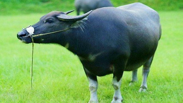 mơ thấy con trâu